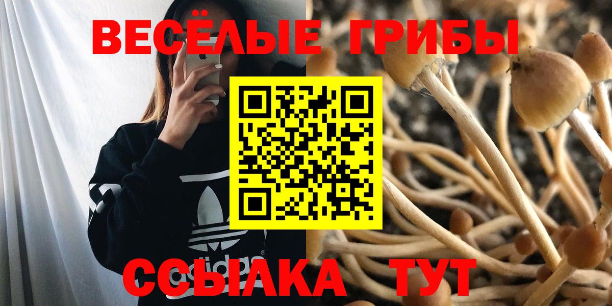 Галлюциногенные грибы Cubensis Минусинск